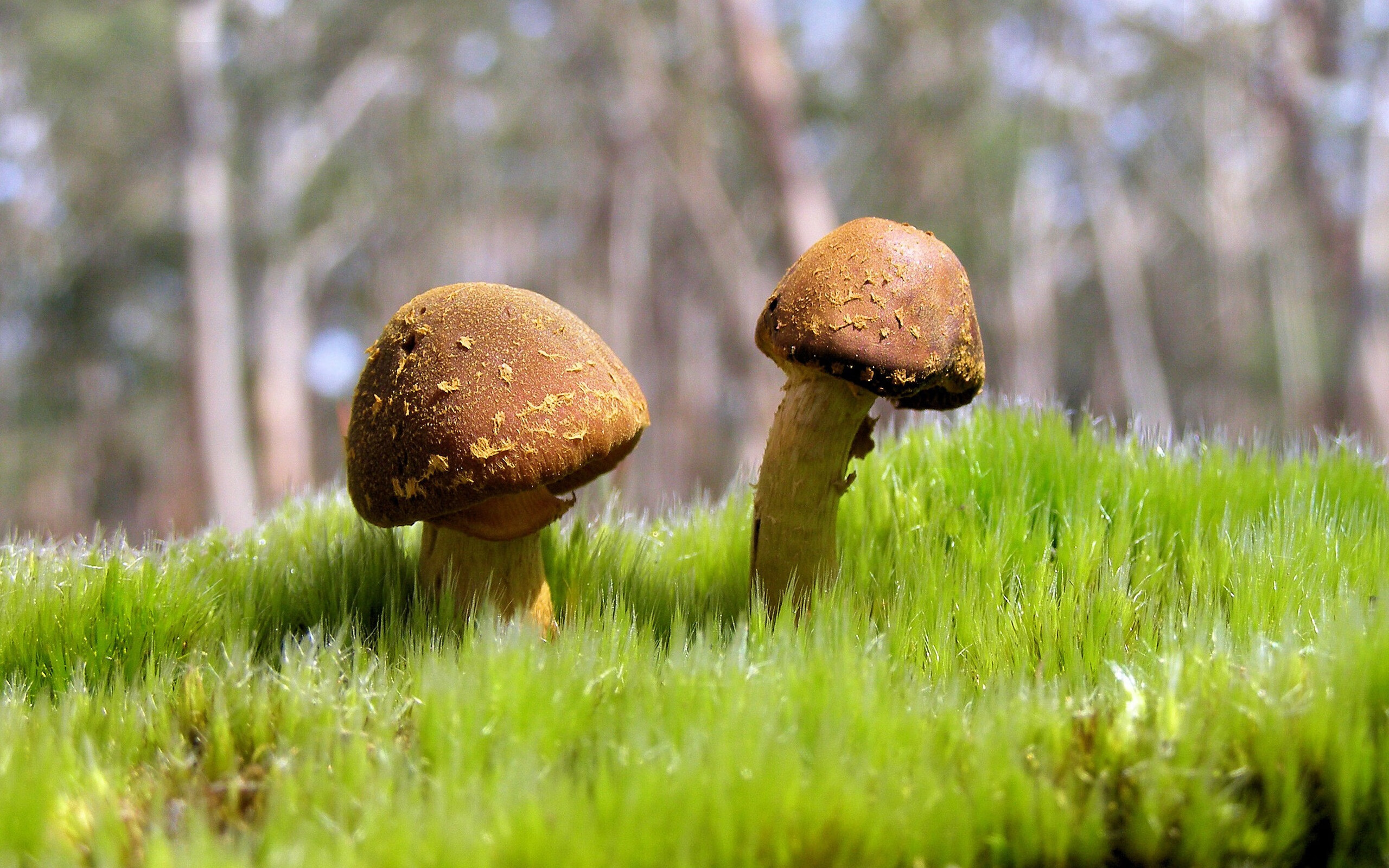 南美旋风席卷伦敦，哥伦比亚友谊赛横扫阿森纳，新星苏亚雷斯独中五元刷新纪录