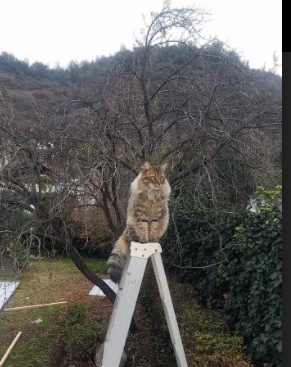 铁骨霍勒迪带队力挽狂澜，山西终结篮网连胜神话