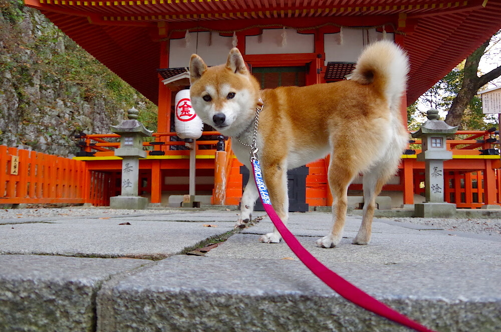 冰与火的交响，辽宁翻盘之夜，爱德华兹主宰焦点之战
