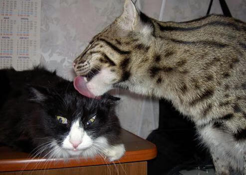 单骑救主！米切尔一剑定江山，德甲争冠夜诞生新传奇