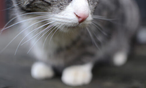 基米希梅开二度助澳超新军爆冷 终结那不勒斯欧战神话