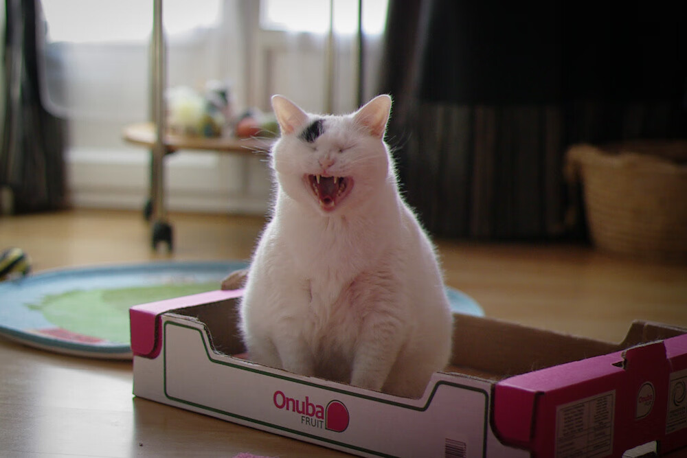 双星耀夜，F1极速狂飙与苏亚雷斯致命一击的交响之夜