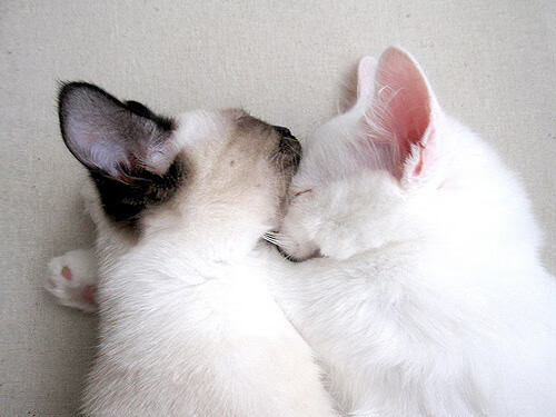 存在感爆棚!詹姆斯领军老鹰强势击败勇士