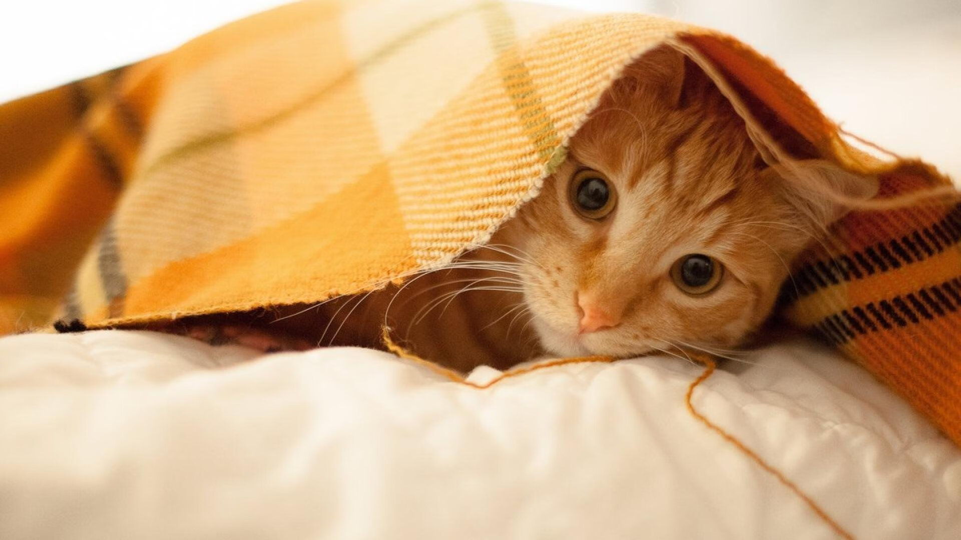 一剑封喉!利拉德终场绝杀,广厦险胜浙江抢占争冠天王山