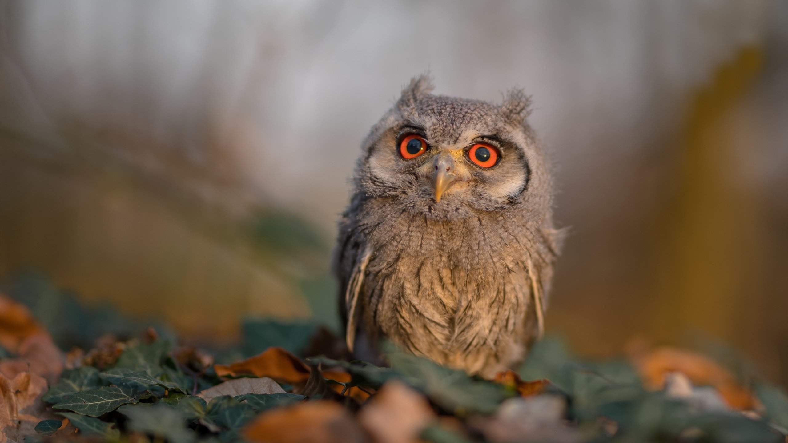 静默霹雳，当伦纳德在轰鸣中为雷霆裁决胜负