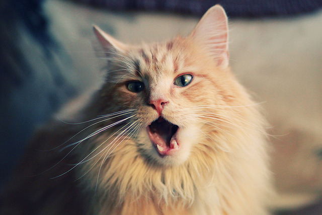 末节先生莱奥,当足球场响起篮球倒计时