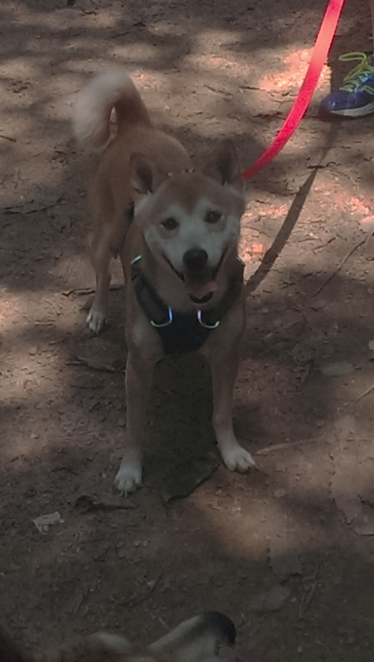 倒置天平,当巴黎的艺术以丝绸包裹钢铁,苏亚雷斯成为唯一的解剖刀