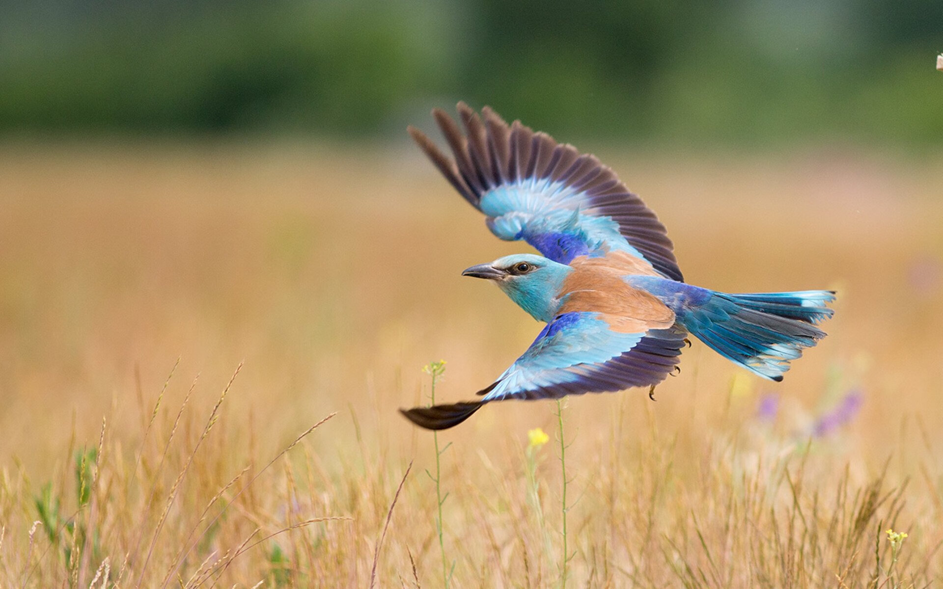 当篮球场遇见桑巴舞步,西决生死夜的内马尔奇迹