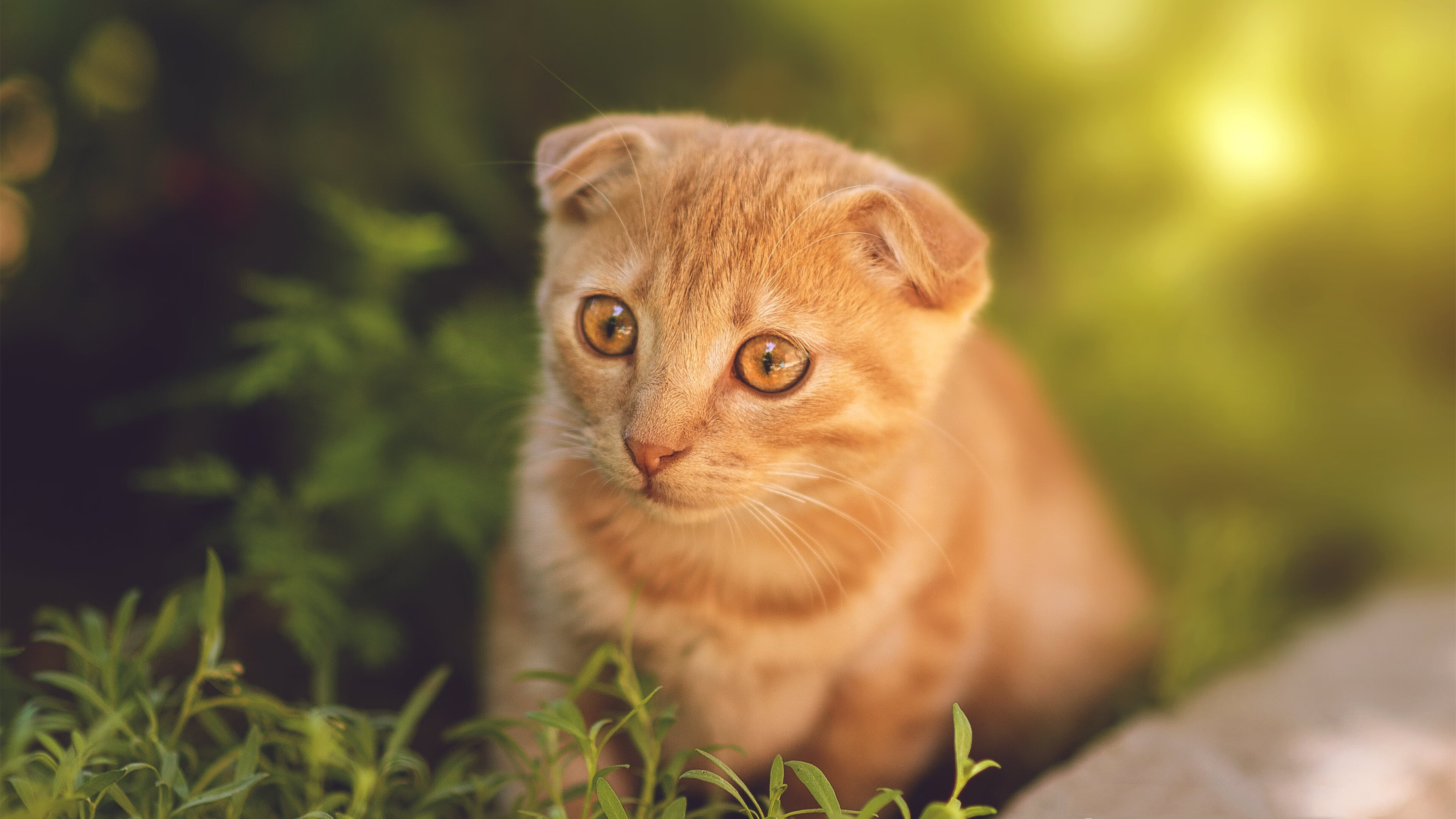 防线上的哲学家,范戴克一锤定音背后的防守艺术