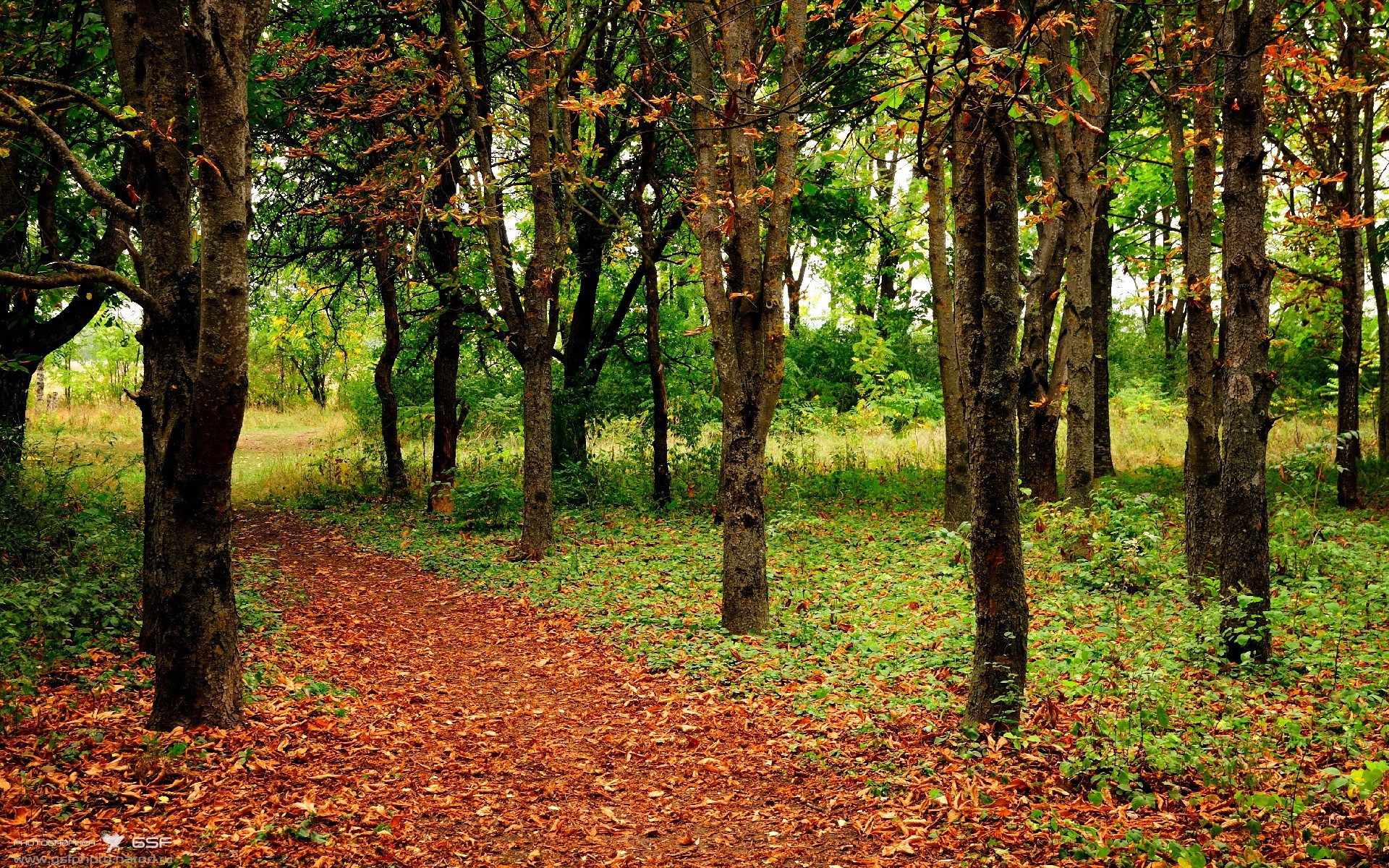 次元壁破裂之夜，当森林狼的爪牙撕裂天山防线，霍勒迪用数据镌刻传奇