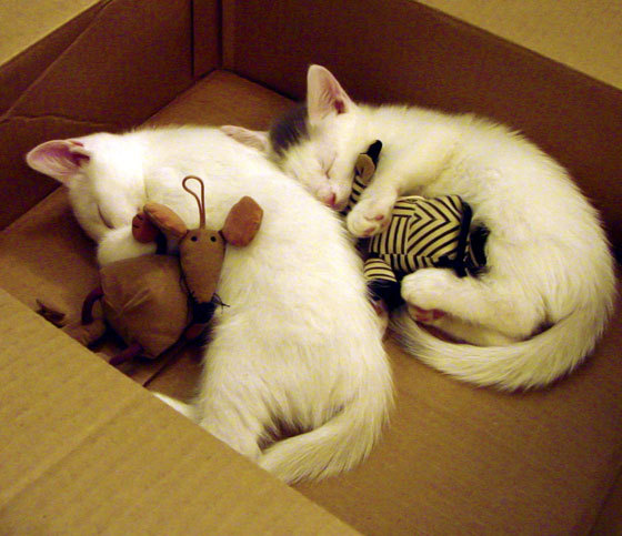 跨国遥望的胜利，当马刺单节风暴遇见希腊巨星的德比之夜