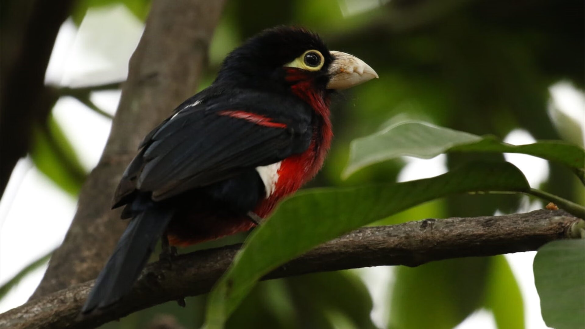 移山记，范弗利特用大舞台证明，有些人生来就属于世界